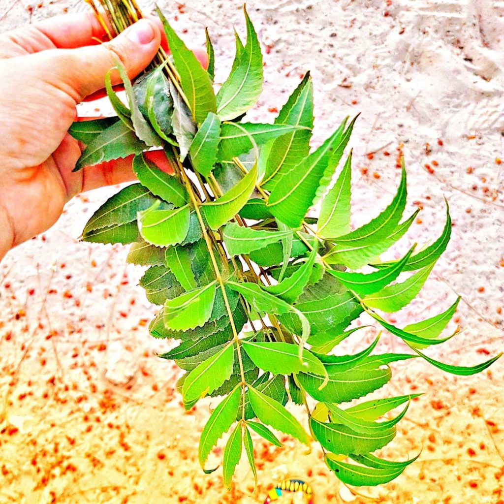 How to use Neem for Skin and Hair